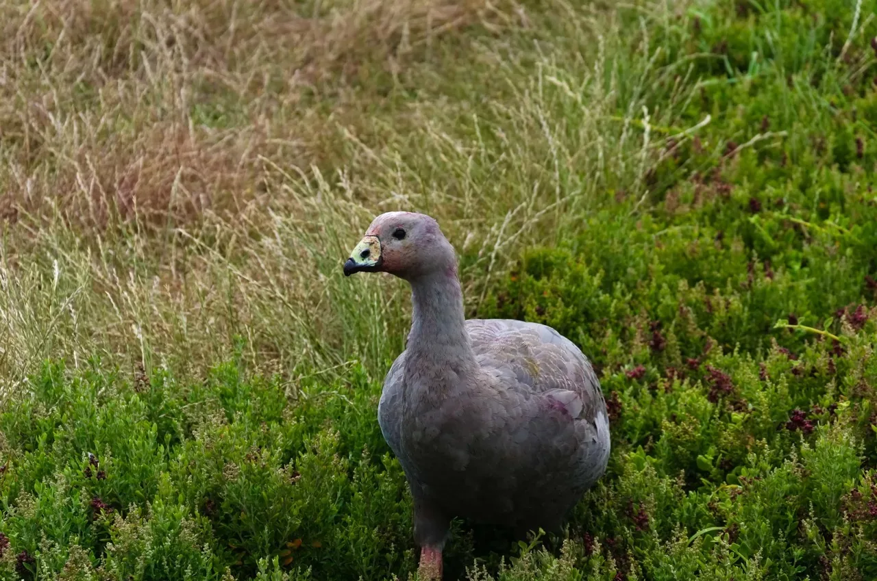 Bird at Phillip Island