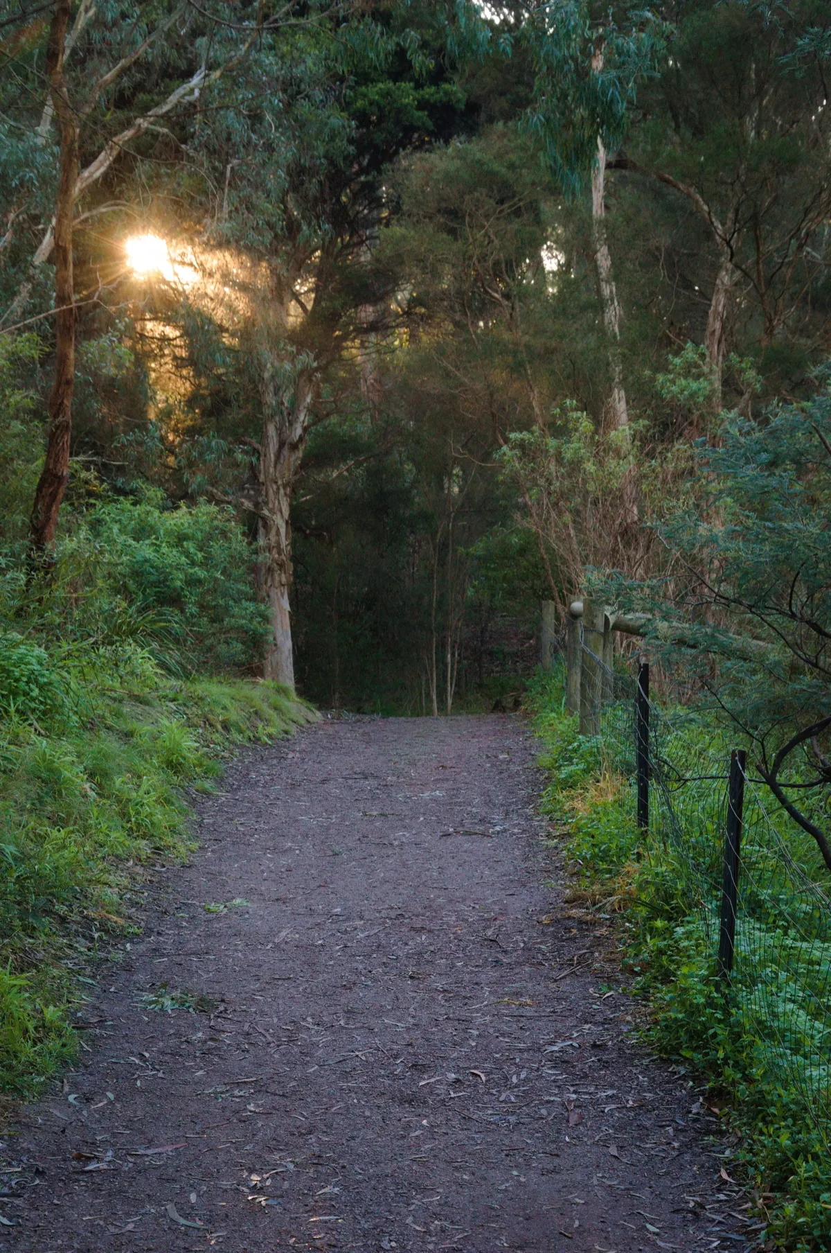 Sun peering through the trees
